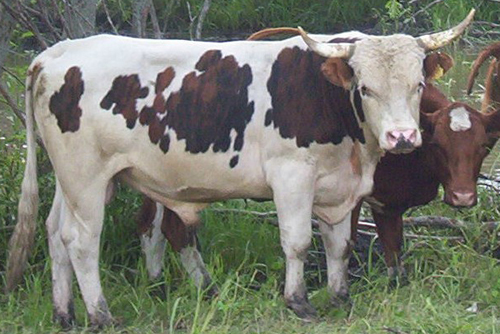 bull